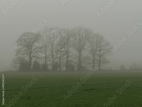 Wiosenny mglisty poranek nad łąkami. Drzewa, słupy elektryczne pogrążone są w gęstej mgle.