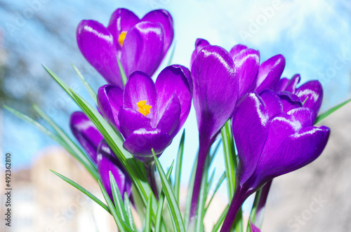 Blooming purple crocuses. © yrafoto