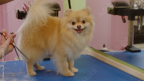 Happy little Spitz dog smiles after bathing in the grooming salon - medium plan
