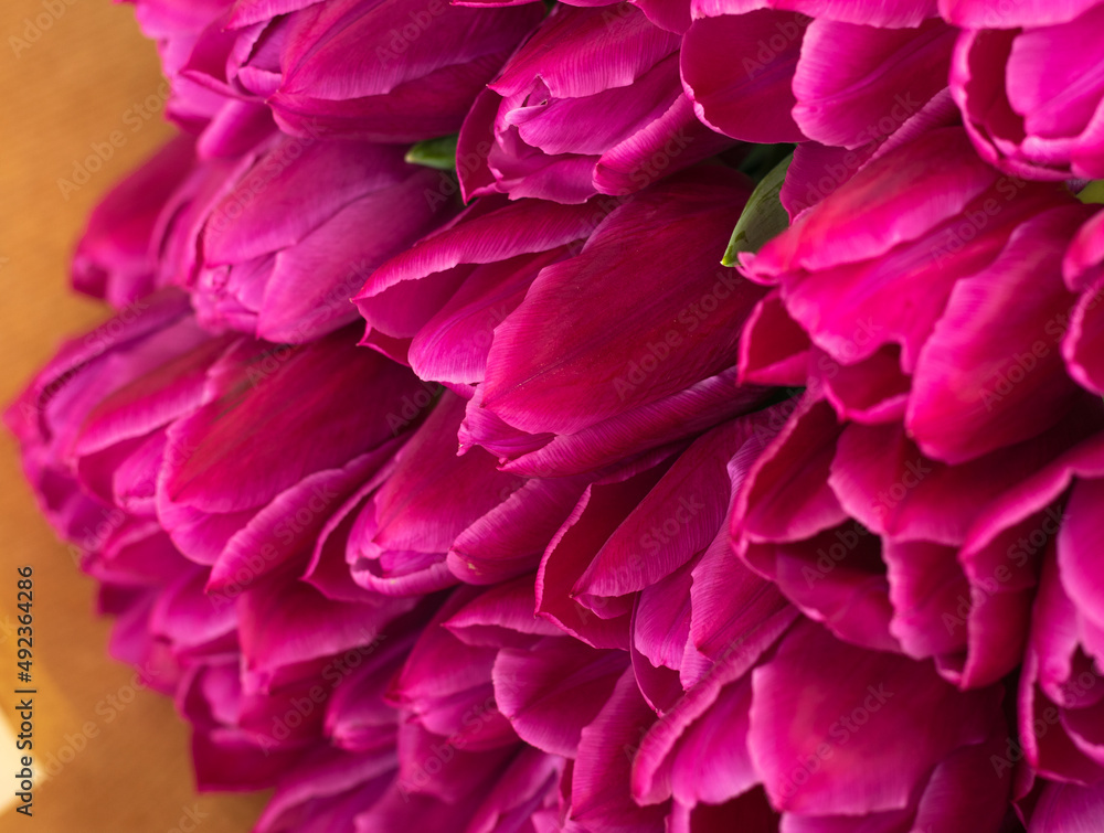 Naklejka premium pink Tulip varieties Barcelona close-up. fresh bouquet of tulip buds. Close-up petals. selective focus. High quality photo
