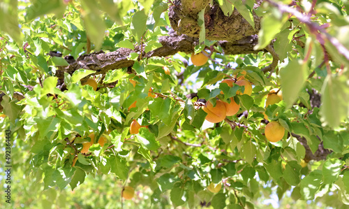 apricots growing in the tree among leaves