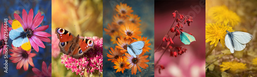 kolaż wiosenny, motyle na kwiatach © meegi