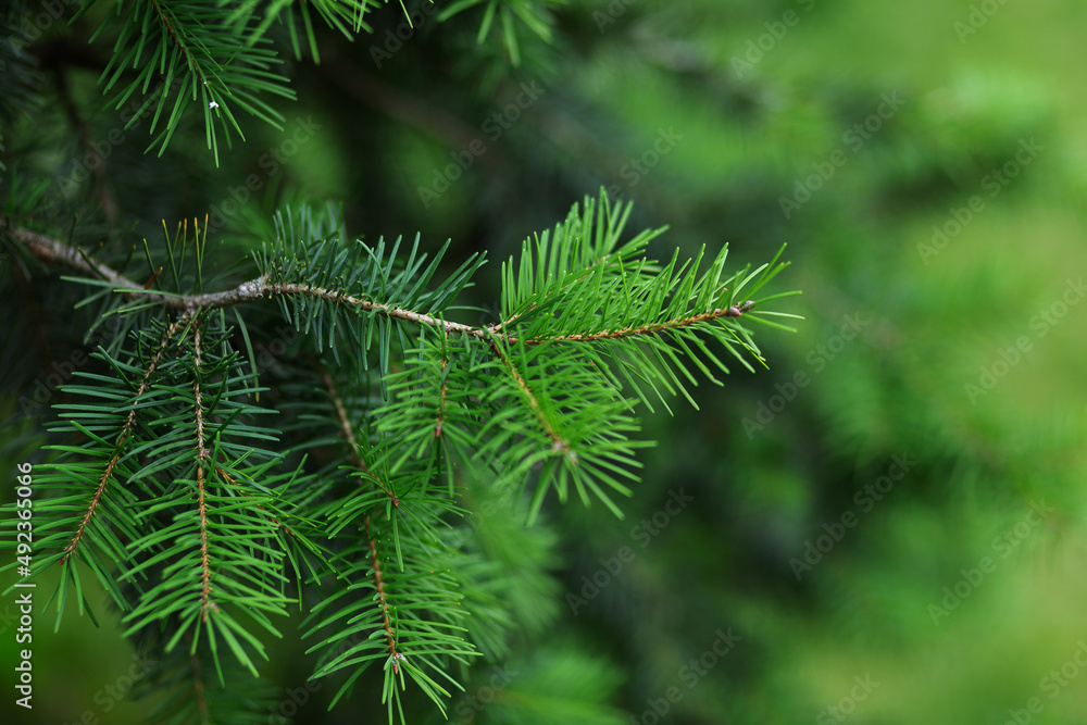 Green fir needles in the foreground Green fir needles in the foreground