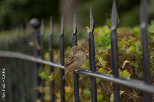 A house sparrow in the city on a fence near a bush looks curiously at the camera