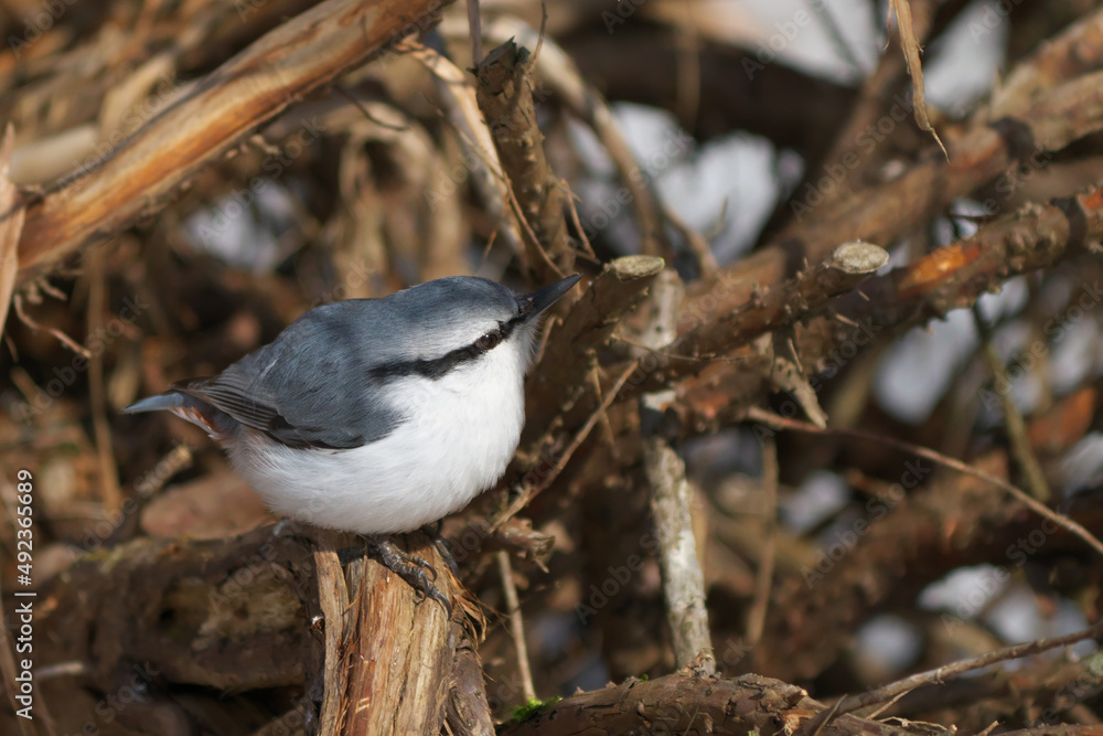 Naklejka premium ゴジュウカラ♀