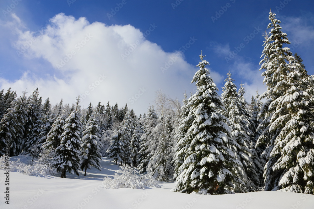 Obraz premium White snow covered spruces in the Carpathian mountains.