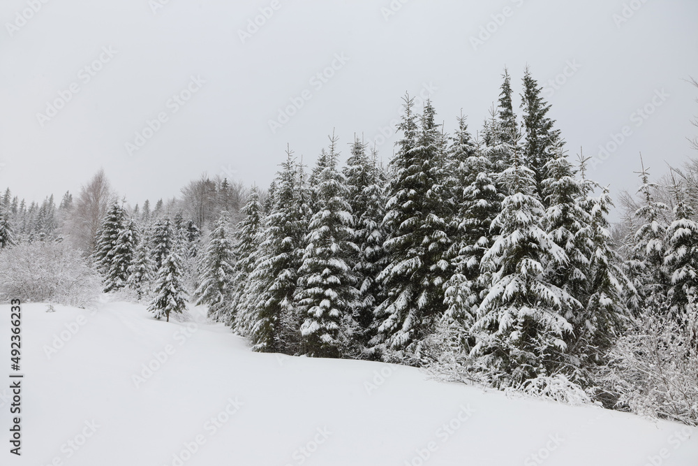 Winter landscape in foggy weather snow-covered spruces on a mountain slope. Winter landscape in foggy weather snow-covered spruces on a mountain slope.