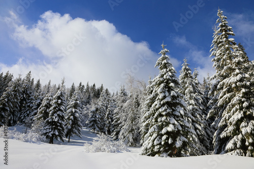 White snow covered spruces in the Carpathian mountains.