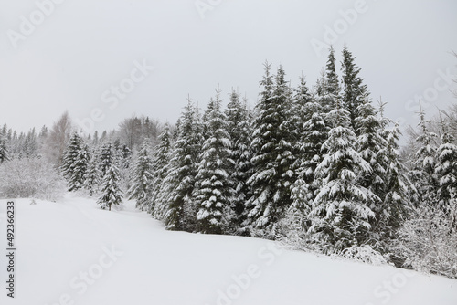 Winter landscape in foggy weather snow-covered spruces on a mountain slope.