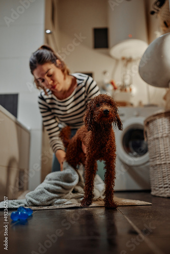 Young woman drying her cute small dog with towel at home