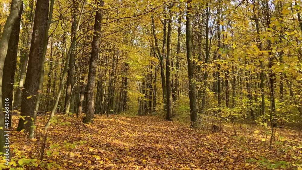 Beautiful yellow autumn dense forest and road in the forest Beautiful yellow autumn dense forest and road in the forest