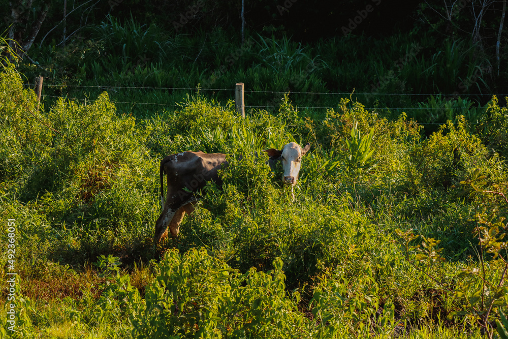 Naklejka premium Horses and cows grazing in green farm forest at sunset golden hour
