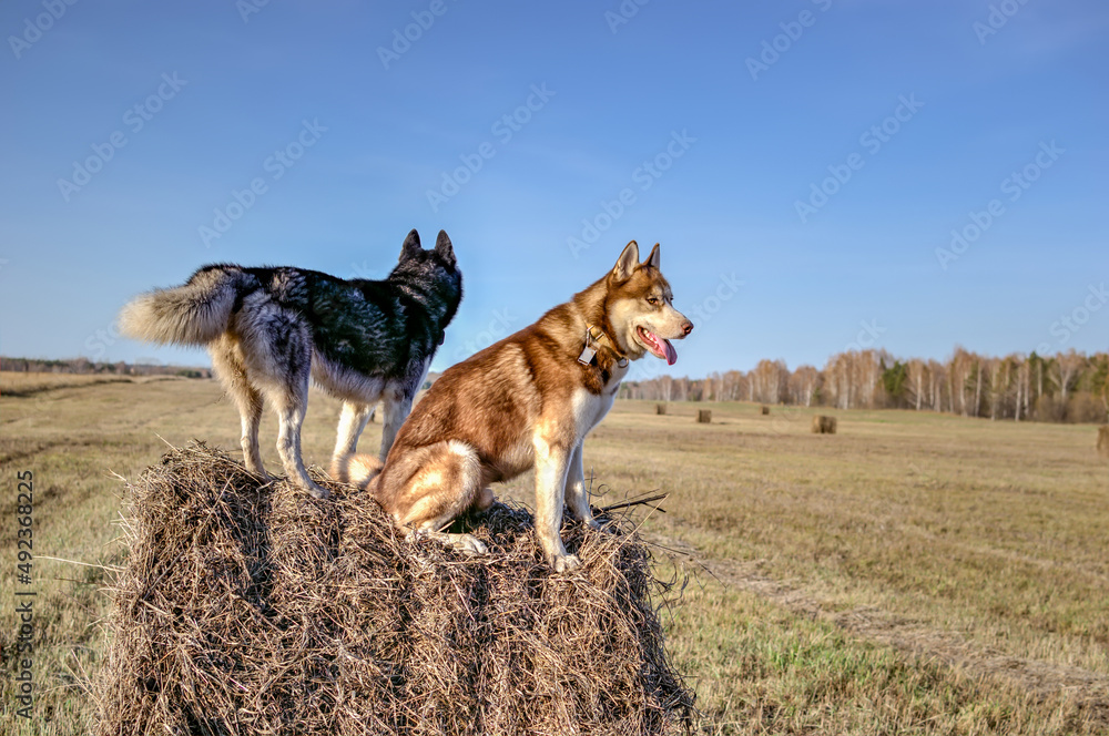 Two Husky dogs on a haystack in sunny day, copy space. Two Husky dogs on a haystack in sunny day, copy space.