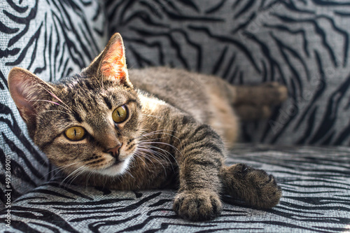 Portrait of a beautiful cute cat close-up on the bed photo