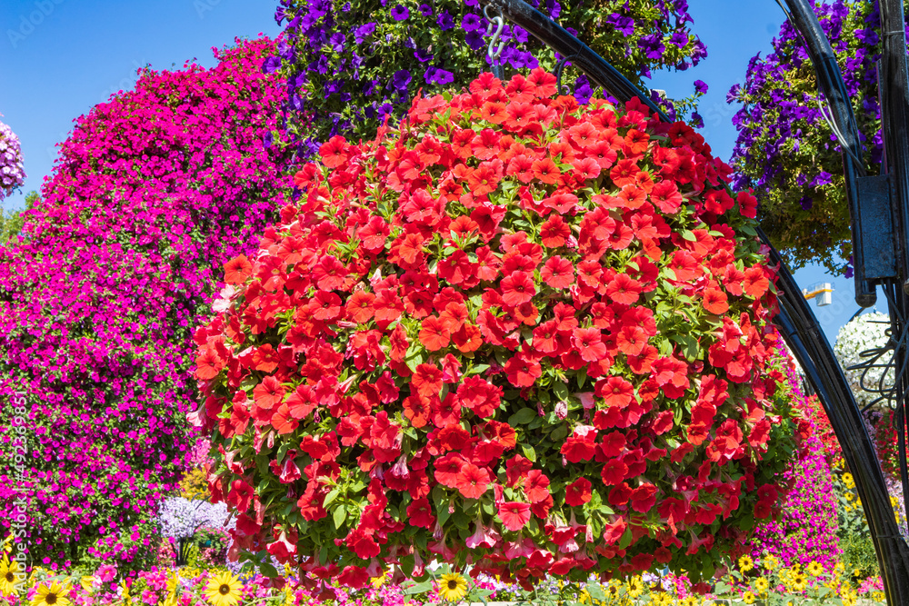 Fototapeta premium flowers in the park