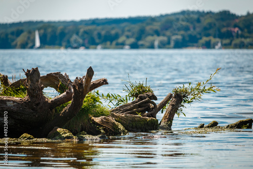 Some driftwood on a beach
