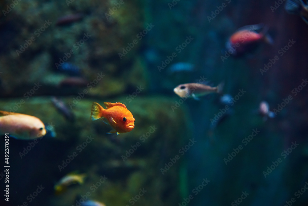 Colorful fishes in the deep under water, sea fish in zoo aquarium, close up Colorful fishes in the deep under water, sea fish in zoo aquarium, close up