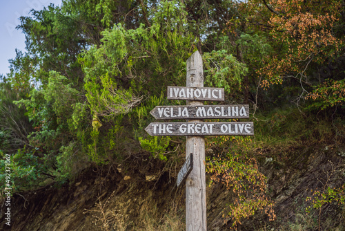 Obraz na płótnie nameplate - 2000 years old olive tree: Stara Maslina in Budva, Montenegro. It is thought to be the oldest tree in Europe and is a tourist attraction. In the background the montenegrin mountains w salonie