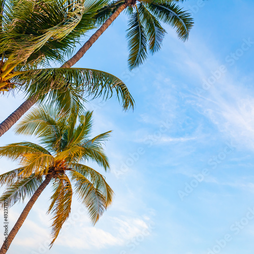 Palm trees on the tropical coast