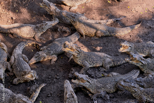 A lot of scary crocodiles lying on ground and on top of each other, some with open mouths.