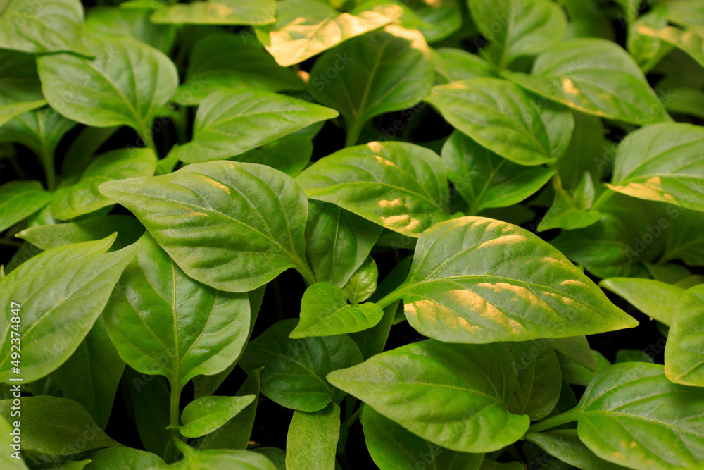 Young pepper seedlings in a wooden box close-up with organic soil. vegetable gardening concept Young pepper seedlings in a wooden box close-up with organic soil. vegetable gardening concept