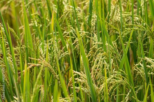 Green growing rice field