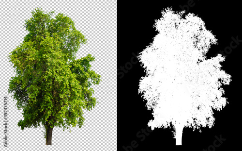 Tree cut out from original background, transparent background picture with clippings path and alpha channel for brush and easy selection