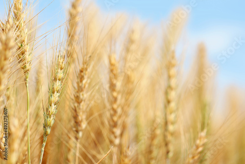 Golden wheat field at sunset with bright blue sky. Agriculture farm and farming concept