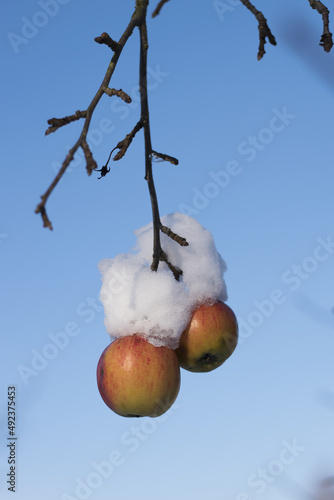 Frozen apples on the tree. Apples covered with snow. Unharvested fruit on a tree in winter.