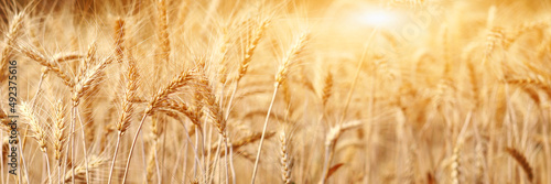 Golden wheat field at sunset.  Harvest and food concept.