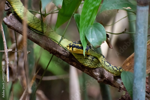 Sri Lanka green pit viper into the jungle vegetation