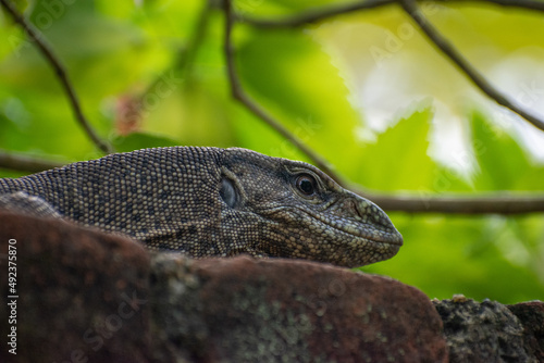 Land monitor close up