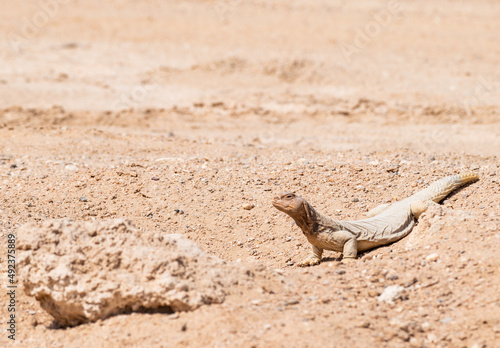Spiny-tailed agama out of the lair