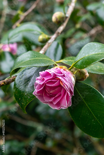 Perfect camellia flower on a rainy day - Macro