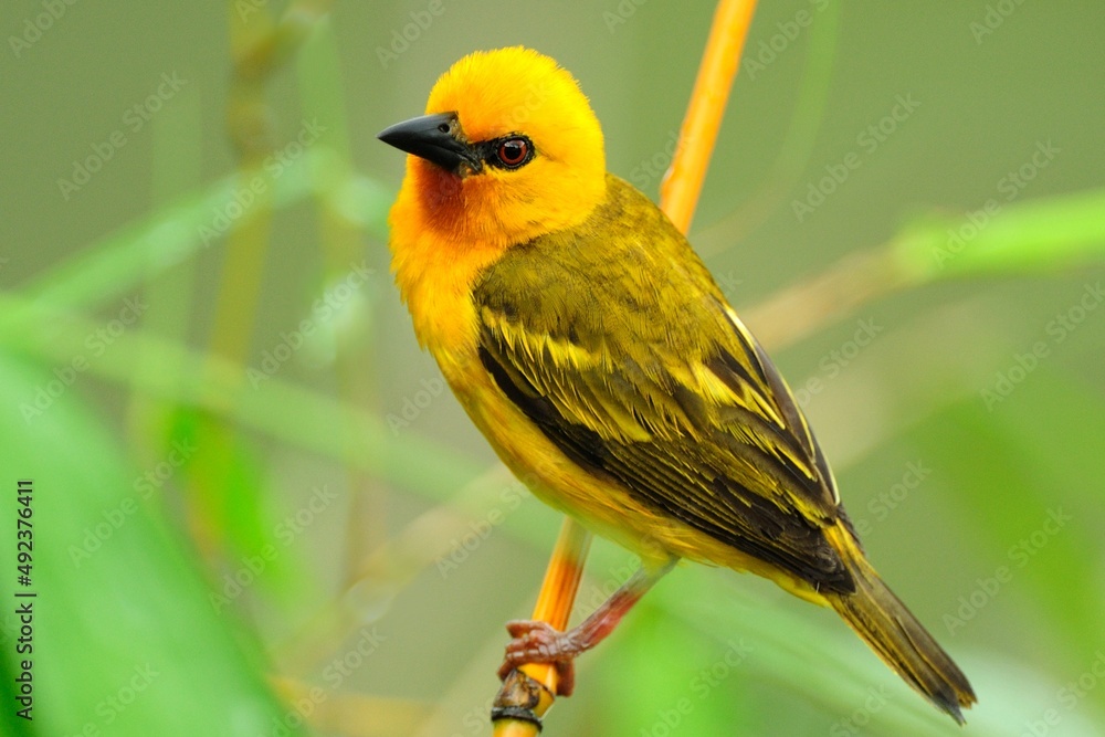 Obraz premium Ein männlicher Königsweber (Ploceus aurantius), Malimbus aurantius, Ghana.