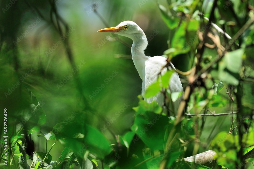 Ein Kuhreiher (Bubulcus ibis), Cattle egret, in Ghana. Ein Kuhreiher (Bubulcus ibis), Cattle egret, in Ghana.