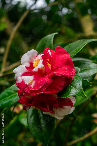 Close-up of a red and white large camellia flower - Selective focus