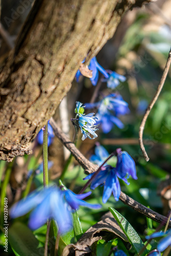 Scilla flowers all over the forest - Macro, Selective focus