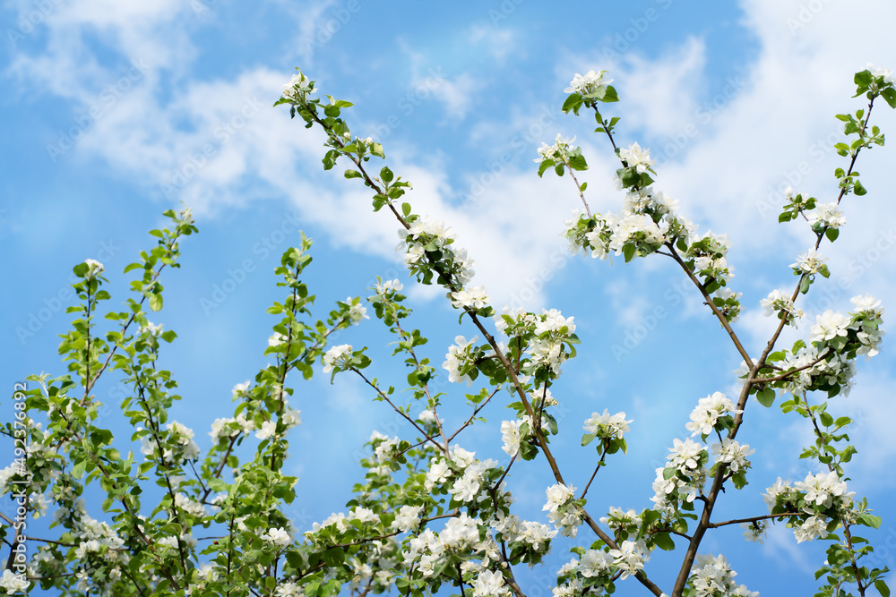 Blurred nature background with White beautiful flowers in the tree blooming in the early spring Blurred nature background with White beautiful flowers in the tree blooming in the early spring