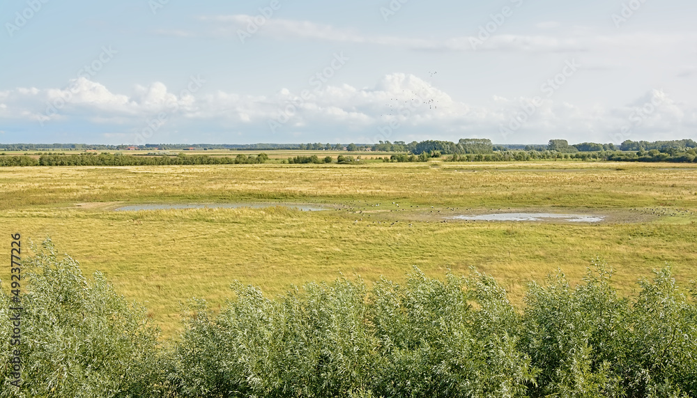  Grass fields in the marsh on a sunny summer day in in Zwin nature reserve Knokke, Flanders, Belgium 