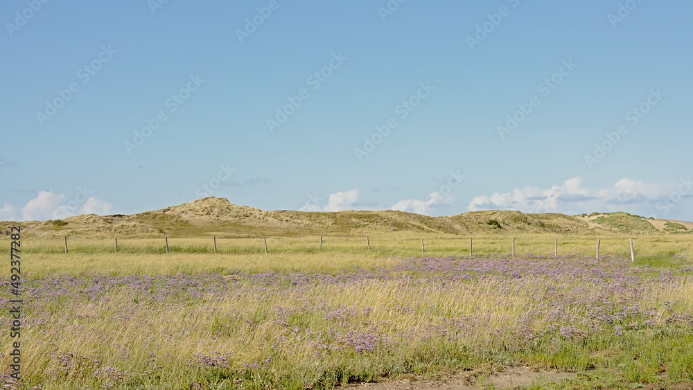 purple sea lavender flowers in a salt marsh in Zwin nature reserve, with creeks and dunes . Knokke, Belgium