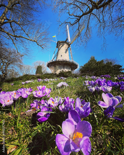 Dutch windmill on a sunny day with purple crocusflowers  photo