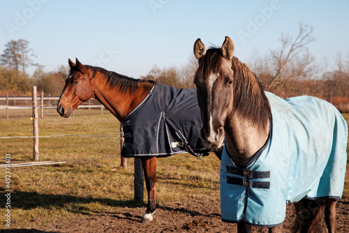 Fotografija Two horses in blankets rugs on a paddock outdoor. Sunny day.