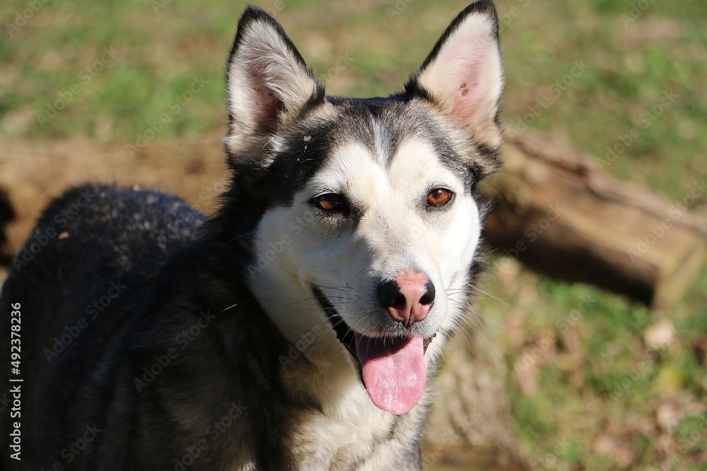 beautiful head portrait from a beautiful husky in the garden beautiful head portrait from a beautiful husky in the garden