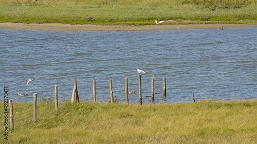 Field with fence and creek in a salt marsh in Zwin nature reserve, with dunes in th background . Knokke, Belgium