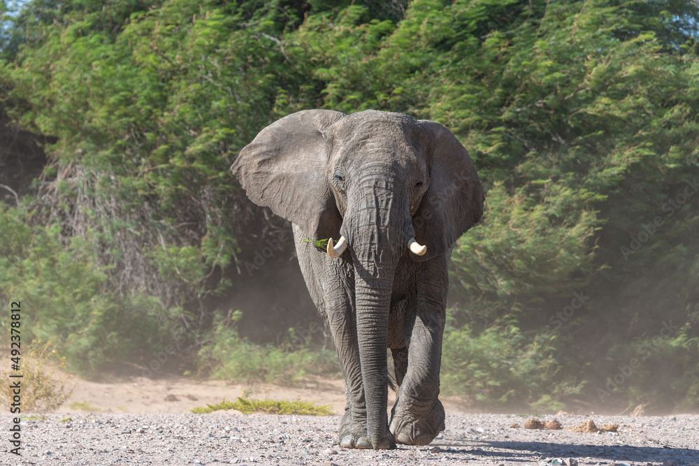Photo of the big one grey elephant near green nature, Namibia.