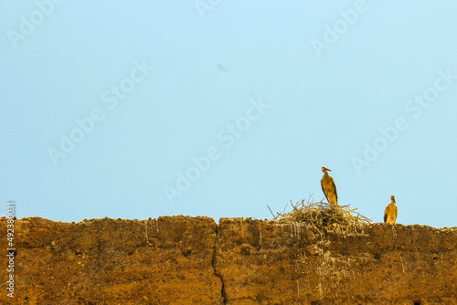 Birds guarding their nest 