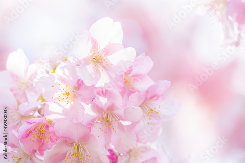 河津桜のアップ © Yu
