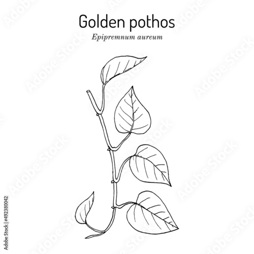 Golden pothos, or ivy arum Epipremnum aureum , house plant photo