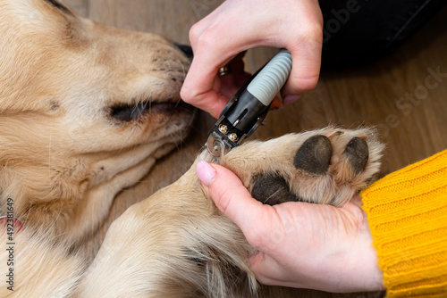 The woman cuts the claws of the young golden retriever with special scissors. photo